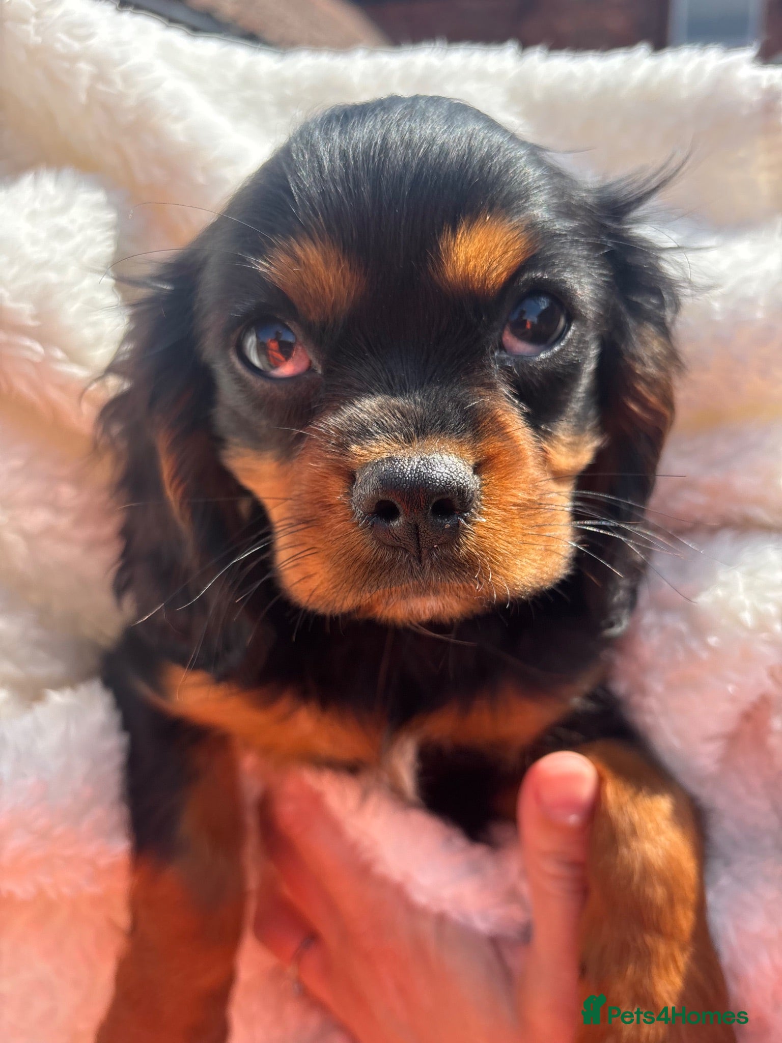 Cavalier King Charles Spaniel dogs Cavalier King Charles  - Advert 2