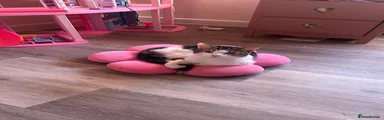 Domestic Shorthair 1