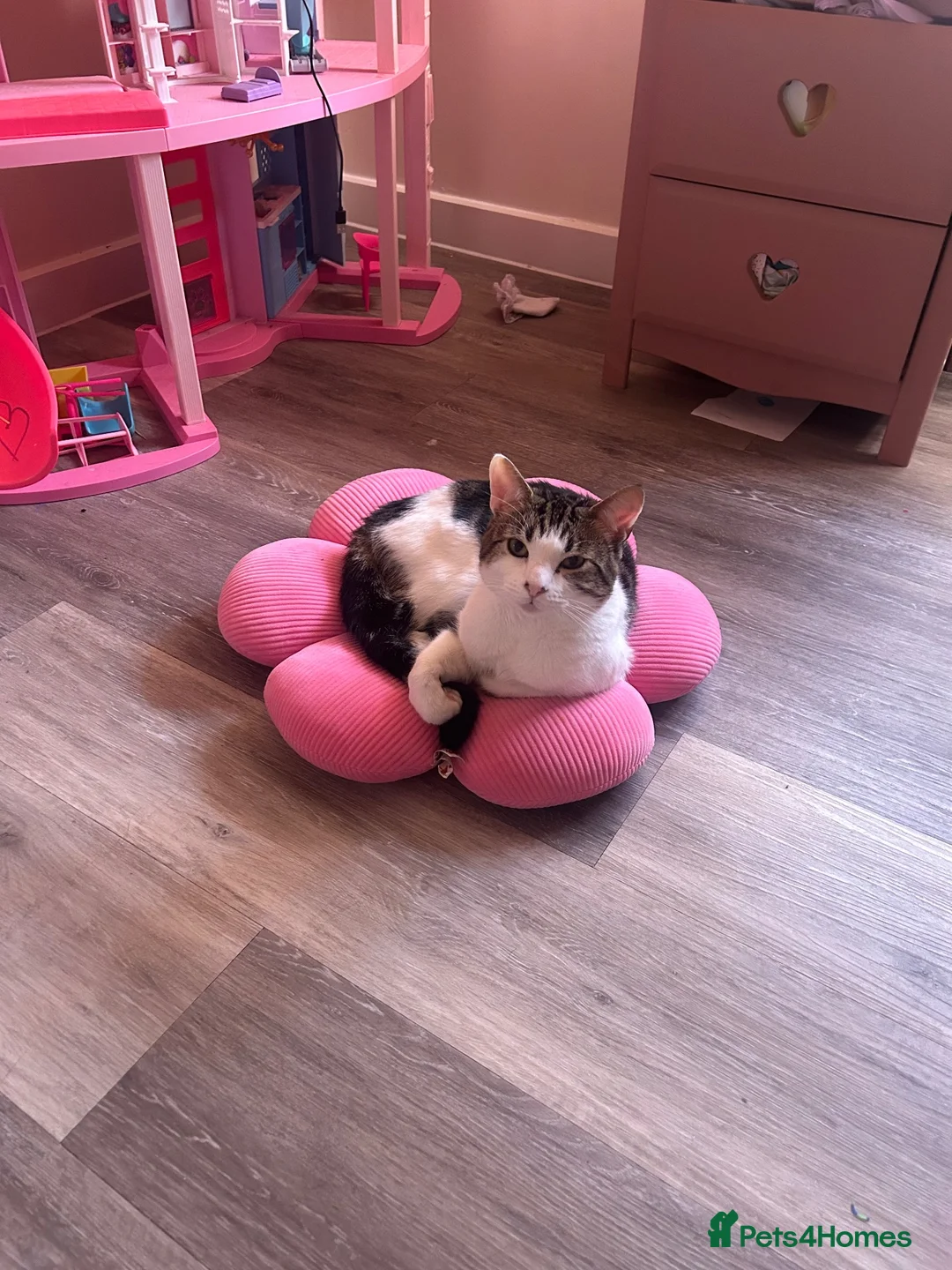 Domestic Shorthair cats for sale: Domestic short hair male cat in Huntingdon - Advert 2