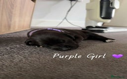 Mixed Breed dogs for sale: Doberman X XL Bully  - Image 7