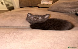 British Shorthair cats for sale: Half British shorthair kittens - Image 3