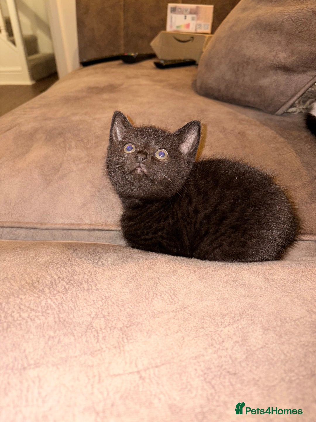 British Shorthair cats for sale: Half British shorthair kittens - Image 3
