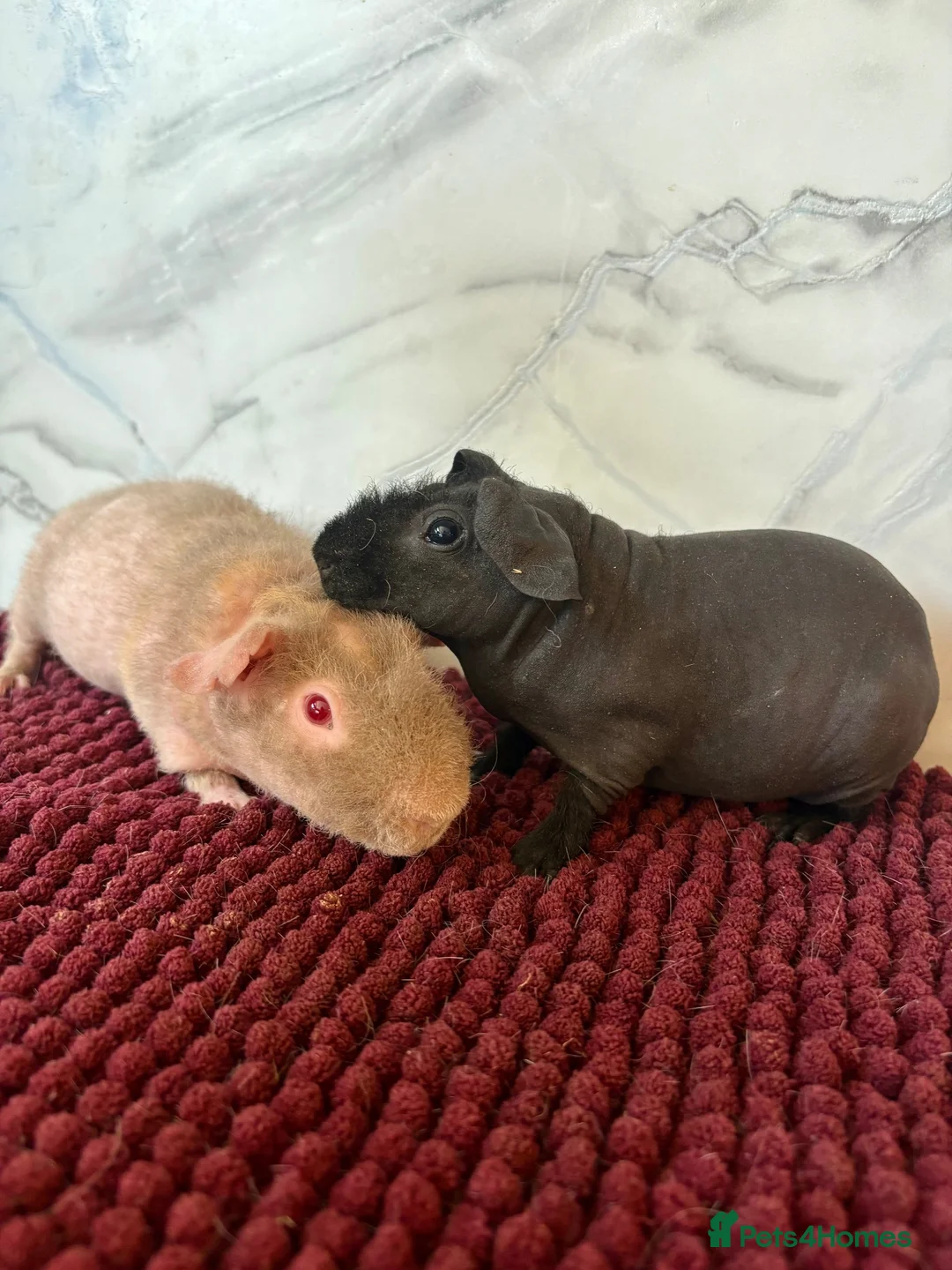 Guinea Pig rodents for sale: Bonded skinny boys for sale 🩵 - Advert 2