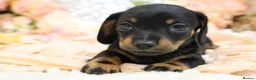 Miniature Dachshund dogs for sale: Miniature Dachshund Puppies - Advert 14