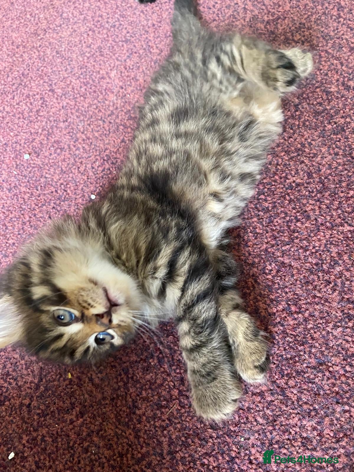 Siberian cats for sale: ADORABLE SIBERIAN X RUSSIAN BLUE MIX - Advert 11