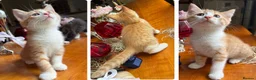 Mixed Breed cats for sale: Ginger Calico Tuxedo Kittens London-Richmond Sale - Advert 11