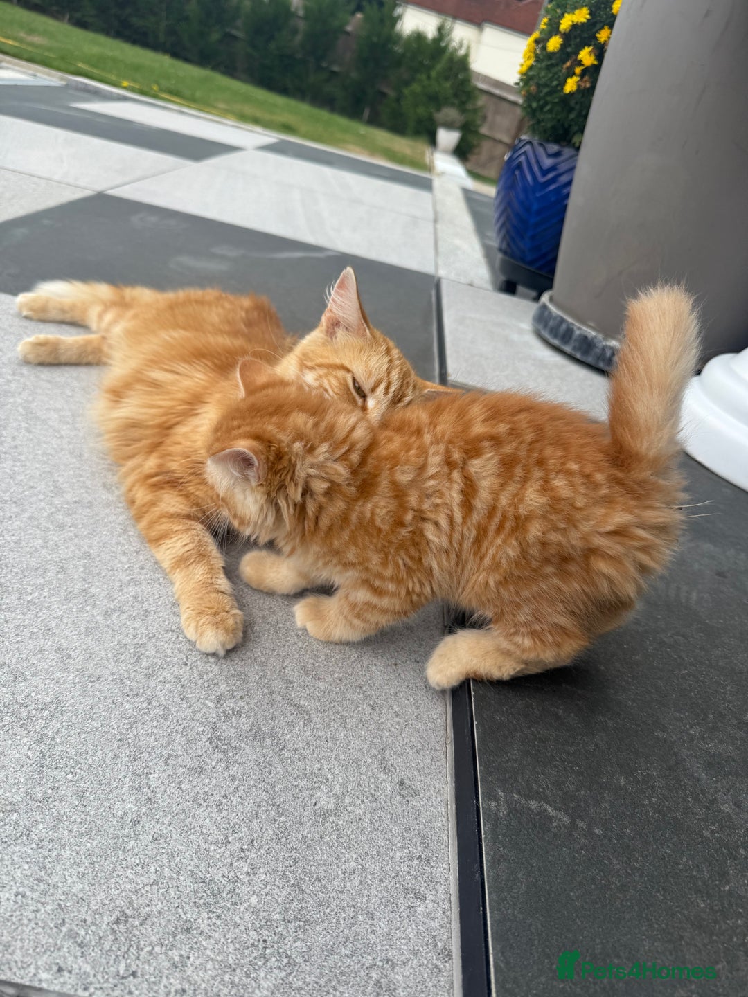 Mixed Breed cats for sale:  Ginger Kitten for sale - Image 9