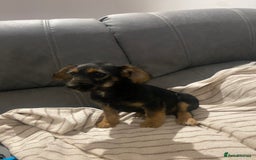 Jackapoo dogs for sale: Beautiful Jackapoo Puppy Black and Tan  - Image 7