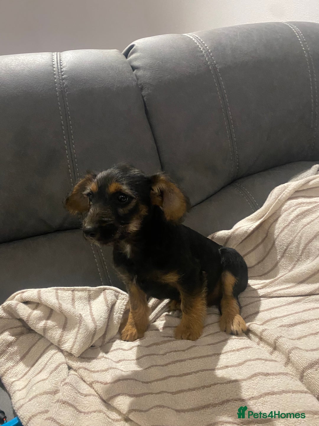 Jackapoo dogs for sale: Beautiful Jackapoo Puppy Black and Tan  - Image 7