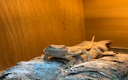 Bearded Dragon reptiles for sale: Bearded Dragon  - Image 3