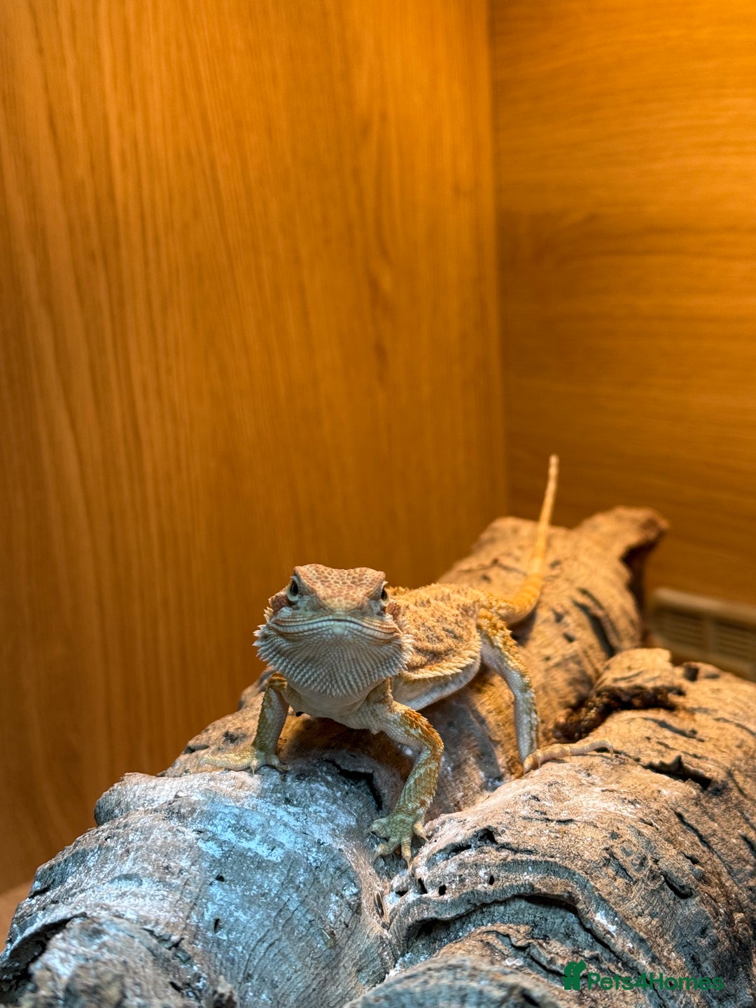 Bearded Dragon reptiles for sale: Bearded Dragon  - Image 3