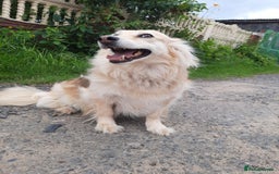 Mixed Breed dogs for adoption: 💖🐶 DOCHA 🐶💖 - Image 9