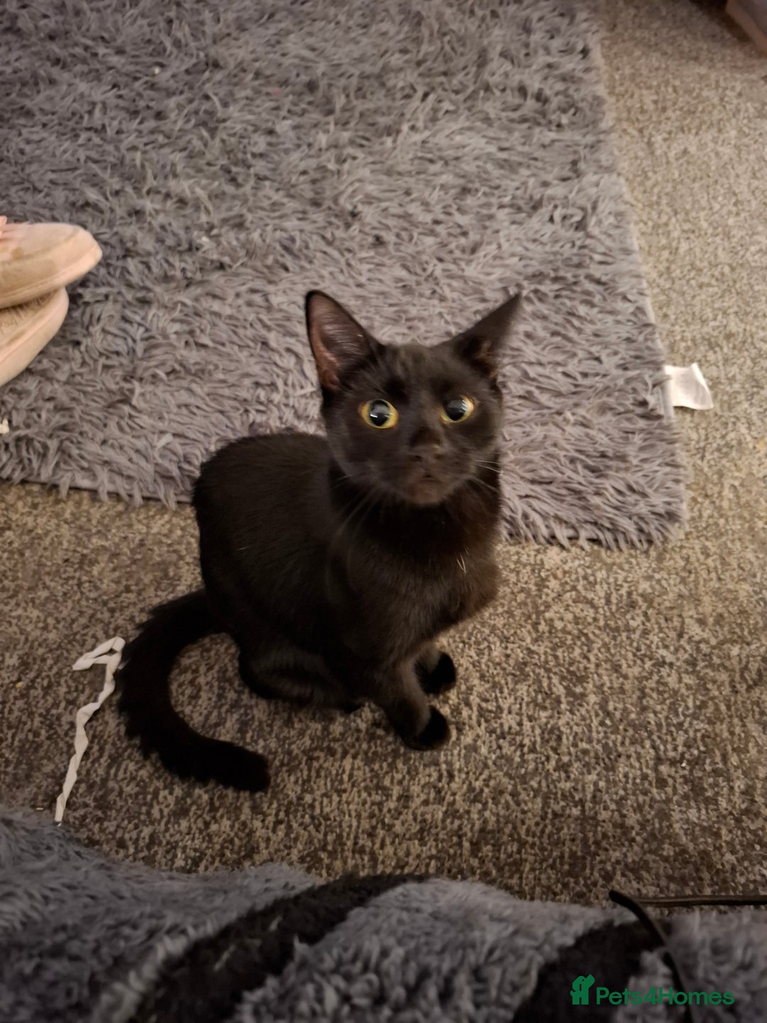 Mixed Breed cats for sale: Beautiful kittens  - Advert 4