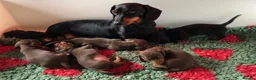 Miniature Dachshund dogs for sale: KC registered PRA clear miniature dachshunds  - Advert 6