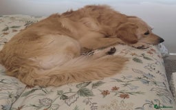 Goldendoodle dogs for stud: Mr Campbell  - Image 4