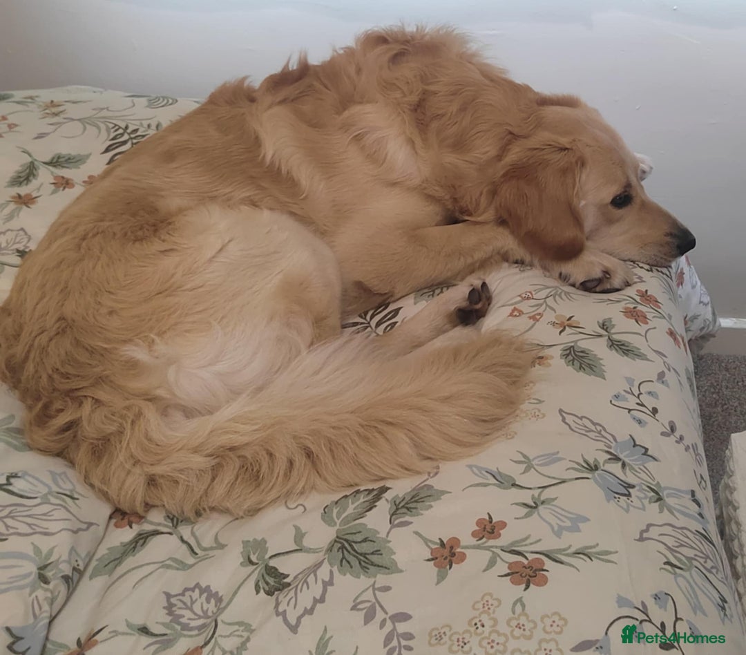 Goldendoodle dogs for stud: Mr Campbell  - Image 4
