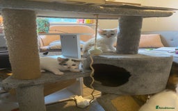 British Shorthair cats for sale: 3 beautiful British Shorthair Kittens  - Image 20