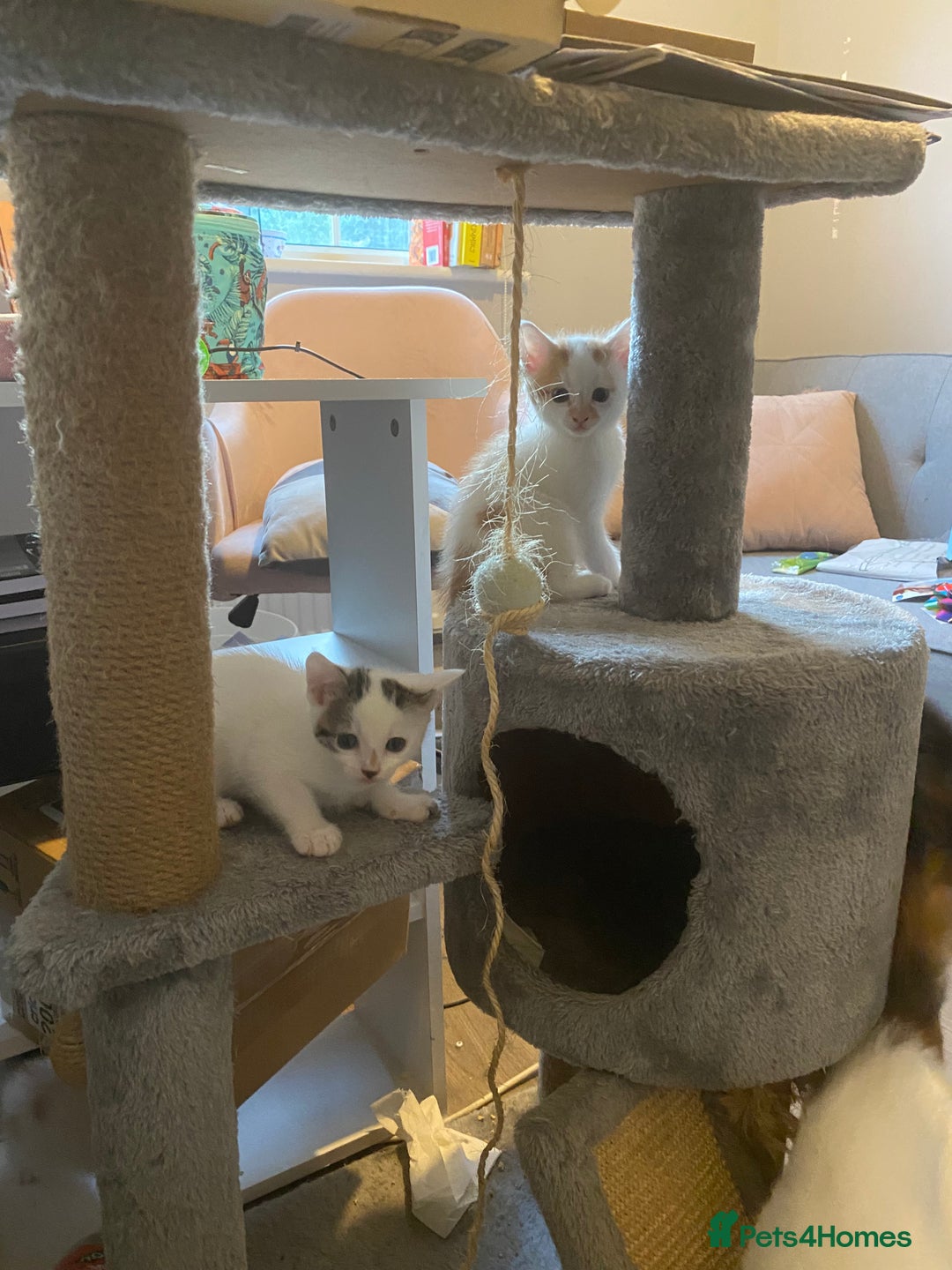 British Shorthair cats for sale: 3 beautiful British Shorthair Kittens  - Image 20