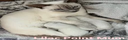 Siamese cats for sale: 3x Beautiful Pedigree Siamese Female Kittens - Advert 13