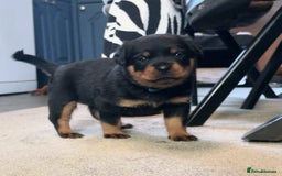 Rottweiler dogs for sale:  Rottweiler Puppies - READY NOW! 2 LEFT!  - Image 5