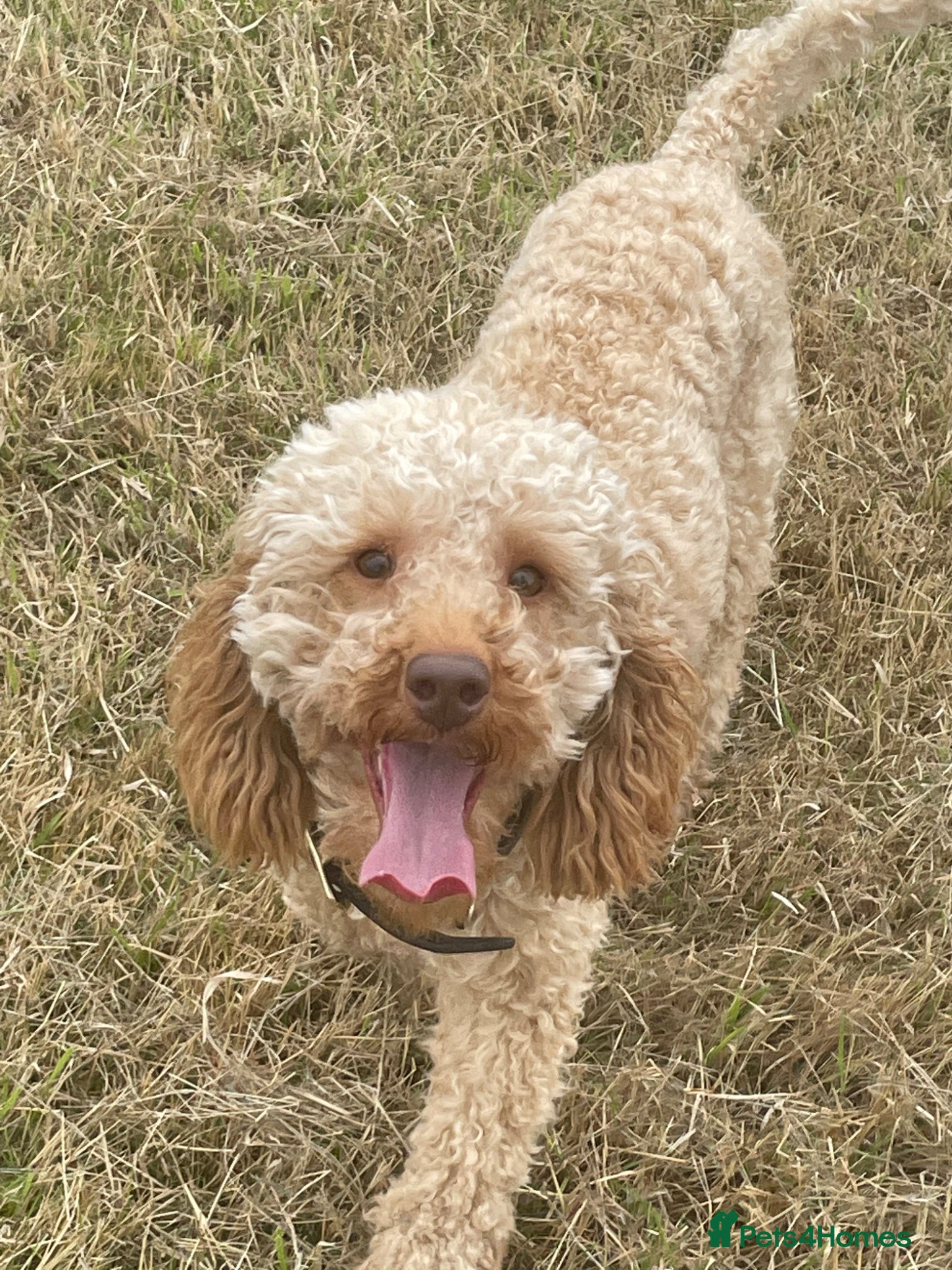 Labradoodle dogs for sale: F1 miniature labradoodles  - Advert 14