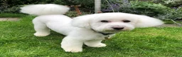 Bichon Frise dogs for stud: Pure Bichon Friese in Bargoed - Advert 3