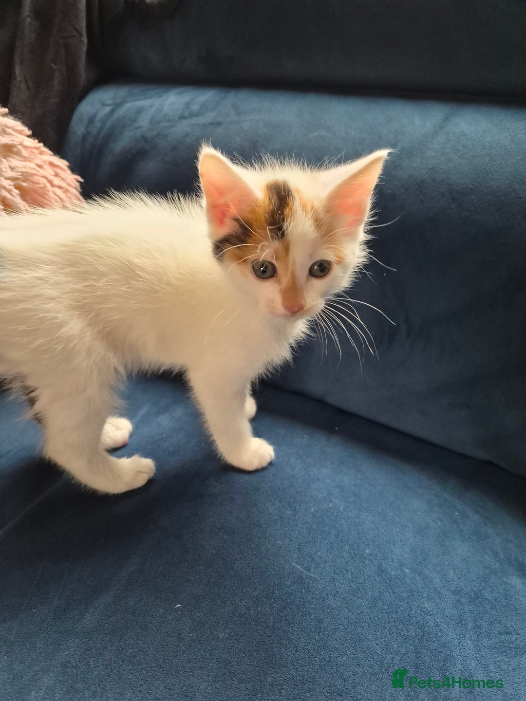 Mixed Breed cats for sale: Half maine coon kittens  - Advert 4
