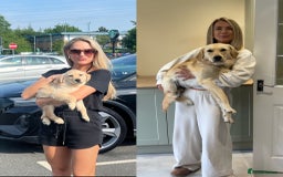 Golden Retriever dogs for sale: 8 month old Puppy looking for a Special Home  - Image 17