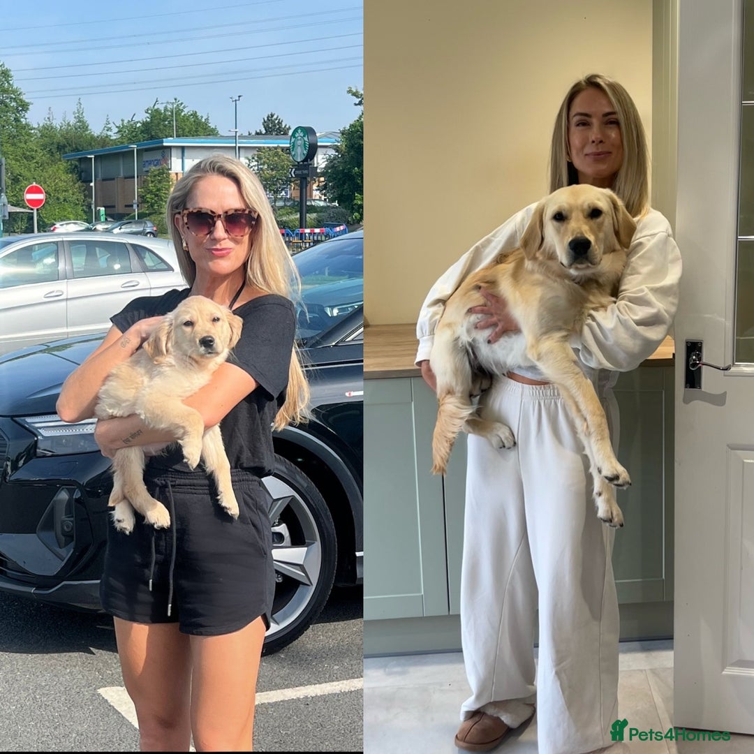 Golden Retriever dogs for sale: 8 month old Puppy looking for a Special Home  - Image 17