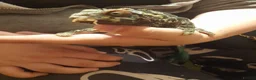 Chameleon reptiles for sale: Chameleon for sale  - Advert 6