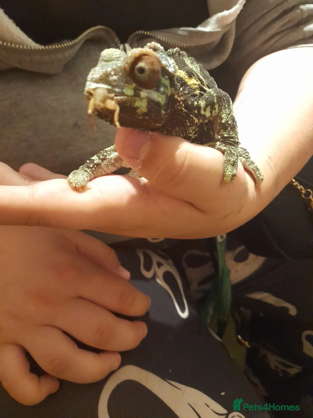 Chameleon reptiles for sale: Chameleon for sale  - Advert 6
