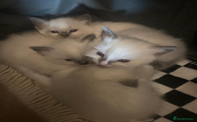 Ragdoll cats Beautiful Ragdoll Kittens (blue point) - Advert 4