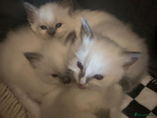 Ragdoll cats Beautiful Ragdoll Kittens (blue point) - Advert 5