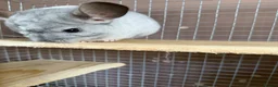 Chinchilla rodents for sale: Mosaic/Wilson’s White Chinchilla - Advert 7