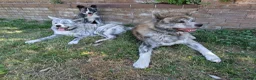 Japanese Akita Inu dogs for sale: Beautiful RKC akita puppies full pedigree  - Advert 2