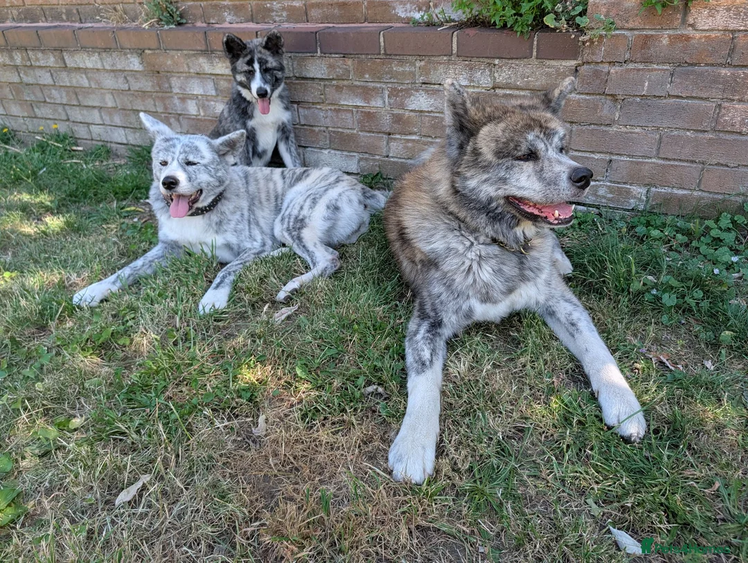 Japanese Akita Inu dogs for sale: Beautiful RKC akita puppies full pedigree  - Advert 2