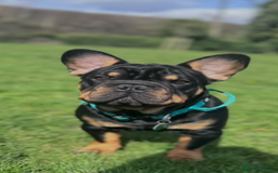 French Bulldog dogs for stud: Big rope pink carrier French bulldog  - Image 5