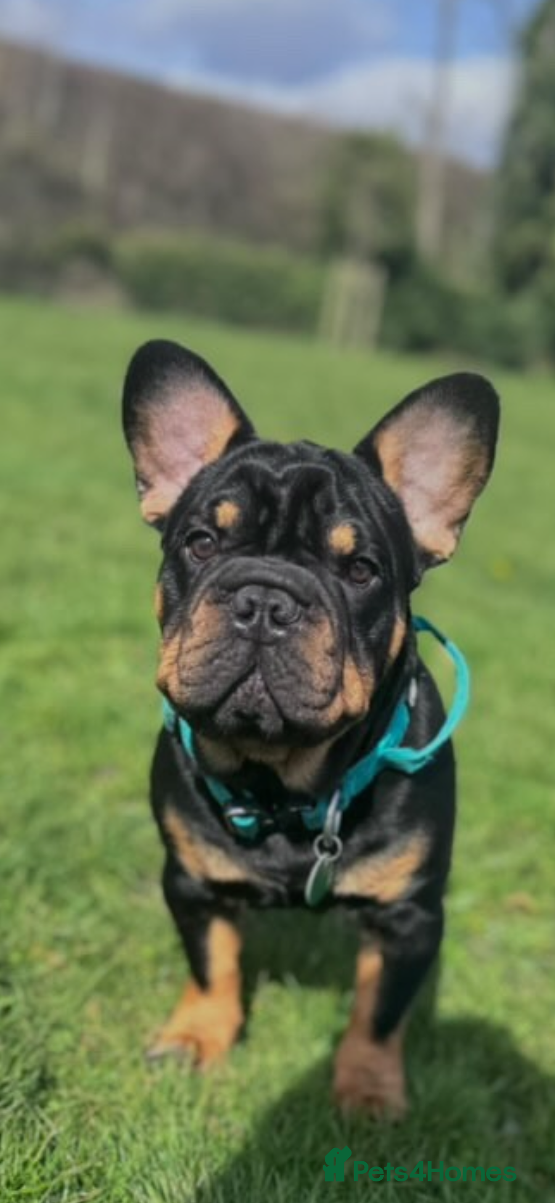 French Bulldog dogs for stud: Big rope pink carrier French bulldog  - Image 5