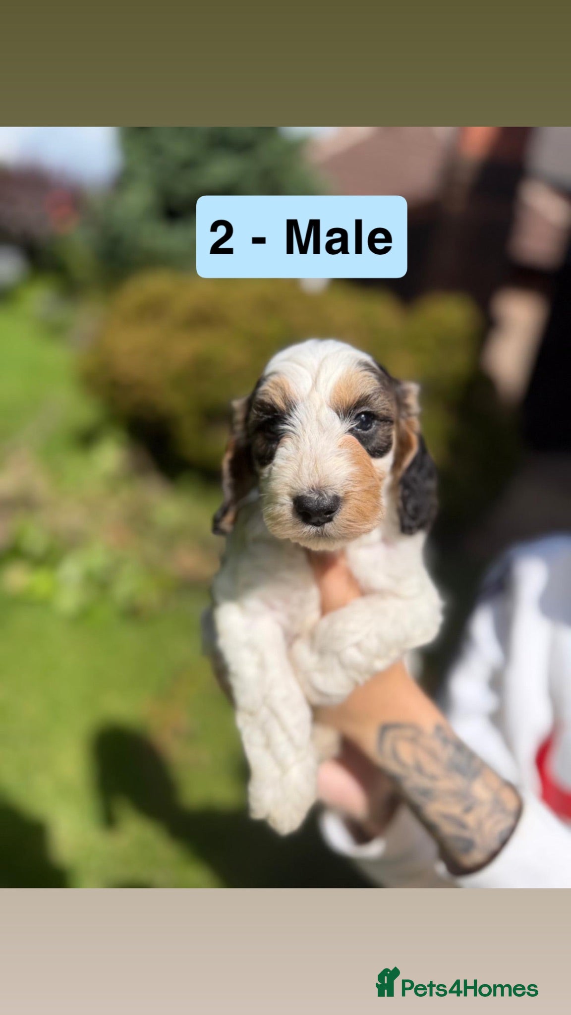 Cockapoo dogs READY TO LEAVE GORGEOUS F2 MALE COCKAPOO PUPPY - Advert 12