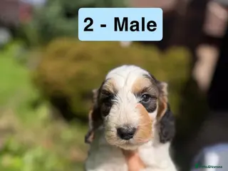 Cockapoo dogs READY TO LEAVE GORGEOUS F2 MALE COCKAPOO PUPPY - Advert 12