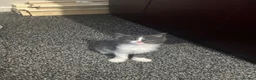 Maine Coon cats for sale: Maine coon kittens  - Advert 2