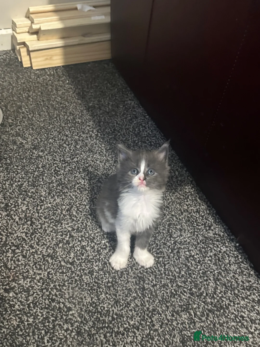 Maine Coon cats for sale: Maine coon kittens  - Advert 2