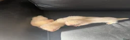 Ferret rodents for sale: Ferrets - Advert 2