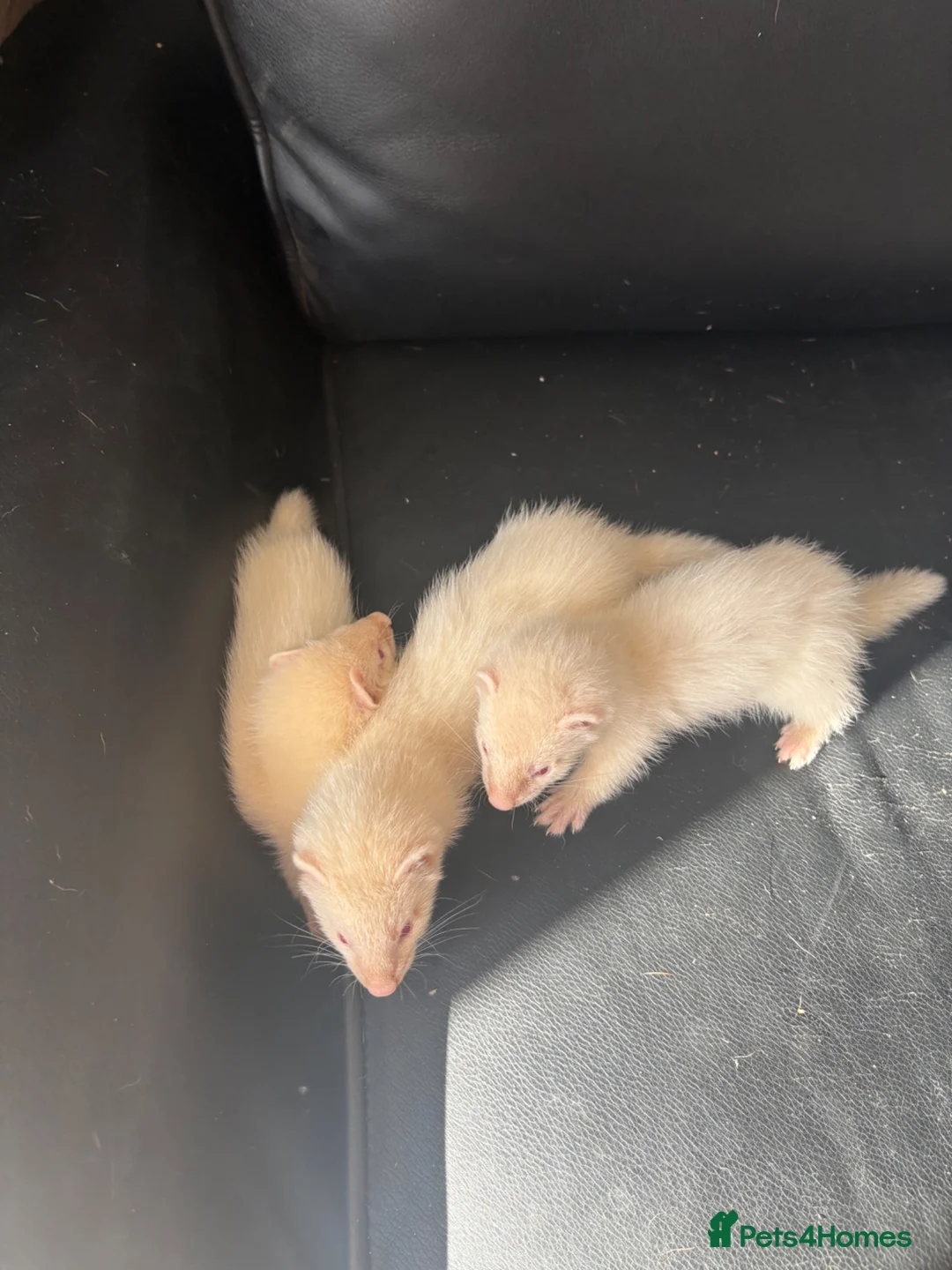 Ferret rodents for sale: Ferrets - Advert 2