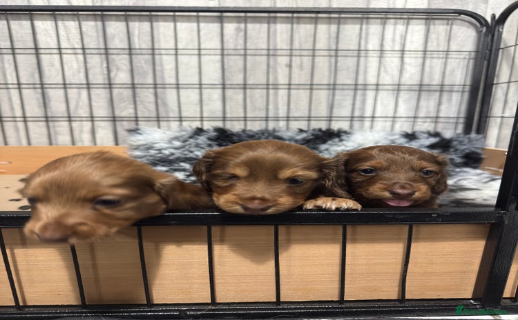 Miniature Dachshund dogs - Advert 1
