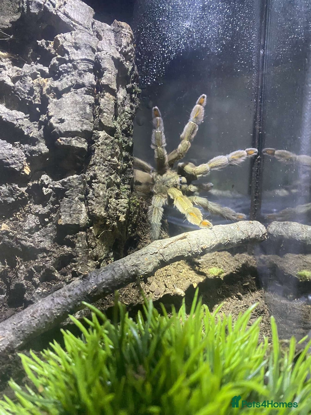 Spiders invertebrates for sale: 4 beautiful tarantulas  - Image 2