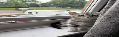 British Shorthair Kitten 2