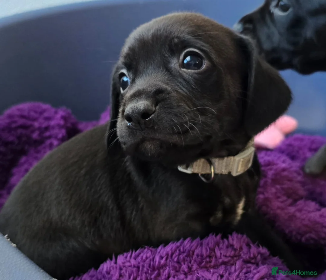 Mixed Breed dogs for sale: Rottweiler/Staffy x Sprocker - Advert 8