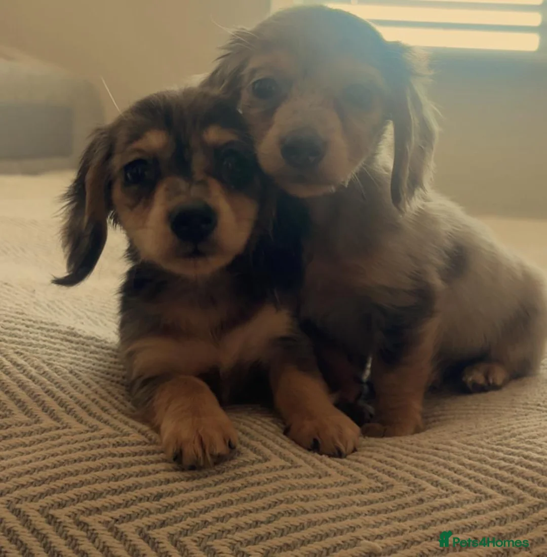 Miniature Dachshund dogs for sale: Mini long hair dachshund  - Advert 2