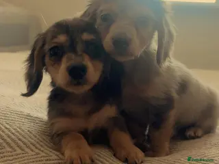 Miniature Dachshund dogs Mini long hair dachshund - Advert 3
